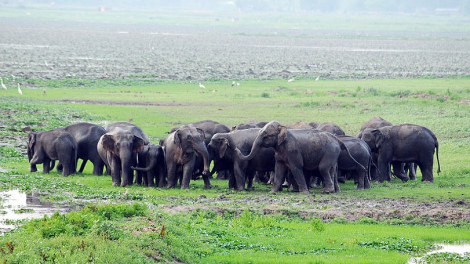 Sonai Rupai Wildlife Sanctuary National Parks in Assam Sonai Rupai