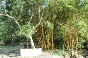 Cauvery Sannidhi for Indian Culture Cauvery Sannidhi for Indian Culture