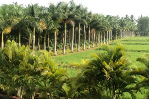 Cauvery Sannidhi for Indian Culture Cauvery Sannidhi for Indian Culture