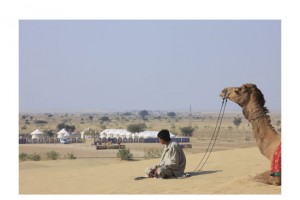 Camel safari