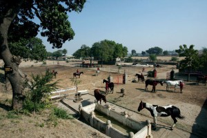 Stud_farm001