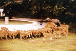 007deer_park