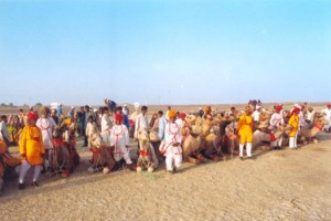 Camel safari Camel safari