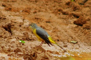 Bird