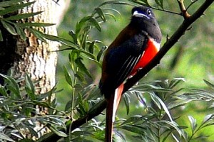 Bird2