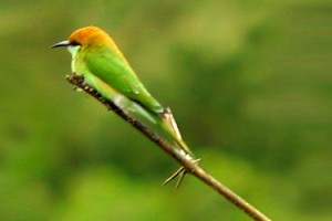 Bird 1