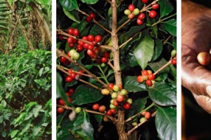 Coffee beans