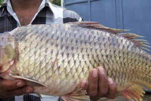 Fish