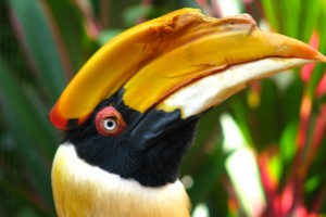Bird watching activity