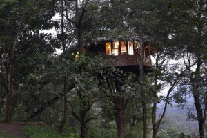 Tree house2