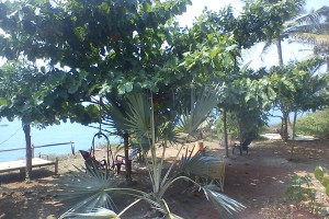 Garden area
