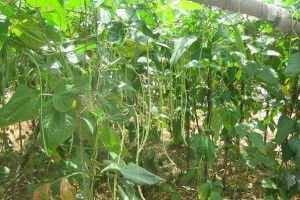 Organic Farm