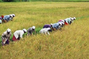 Paddy Fields Paddy Fields