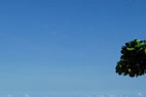 The beach with tree