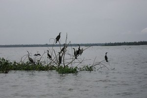 Birds