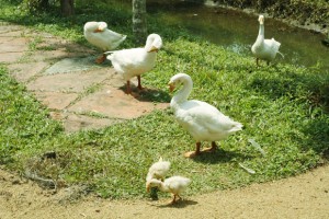 Ducks