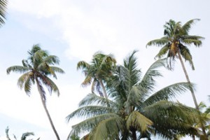Scenic Beauty