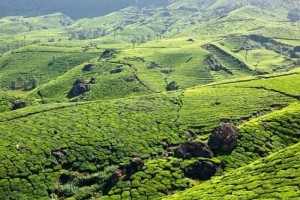 Greenery Greenery