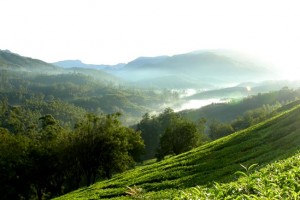 Spice Plantations Spice Plantations