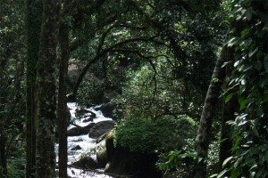 Natural Beauty view