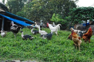 Amidst Aves