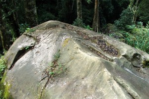 Fossil view