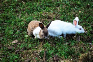 Rabbit view