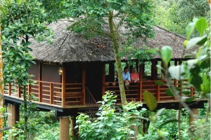 Tree House Tree House