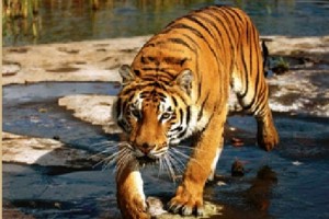 Tiger on prowl Tiger on prowl
