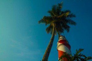 Beauty of a Coconut tree Beauty of a Coconut tree
