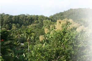 Greenery