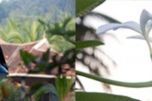 Plant and animal species