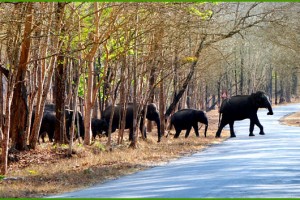 A herd of Elephant
