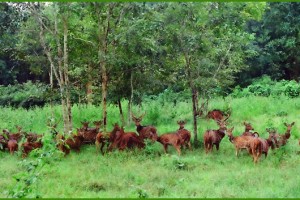 A pack of deer in Thirunelli forest