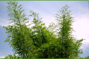 Bamboo Trees