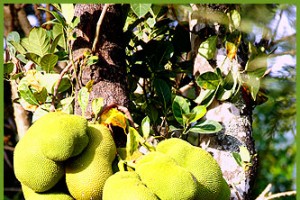 Jackfruit