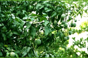 Mangoes