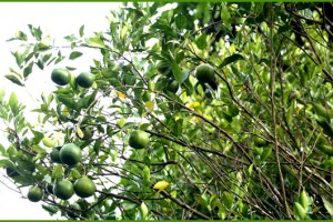 Oranges