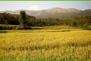 Paddy field near the Resort
