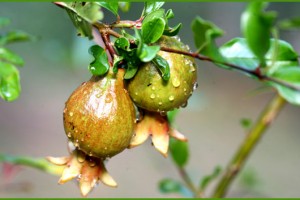 Pomegranate Fruit