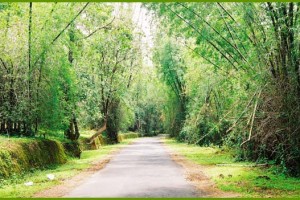 The state highway towards Thirunelli
