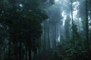 Dense Forest