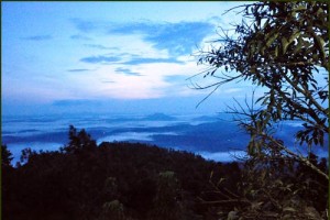 Tree House Sunrise View