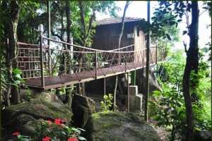 Tree House View