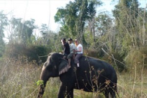Elephant Ride