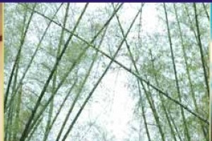 Hammock