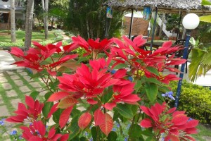 Decoration at the garden