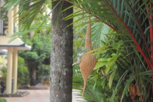 Nest