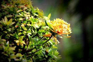Beauty of a Flower