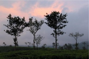 Tea Plantations